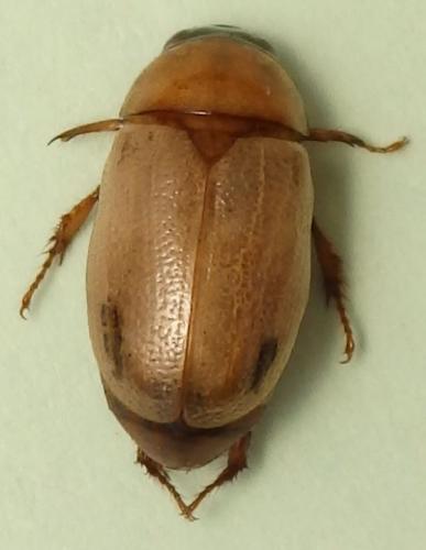 Réf. 209 555 : Cyclocephala laminata